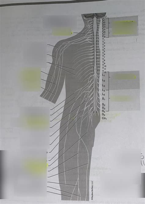 Spinal Nerves Diagram Quizlet