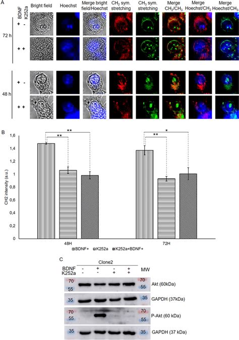 K A Inhibition Of Bdnf Induced Trkb Activation Analysis Of