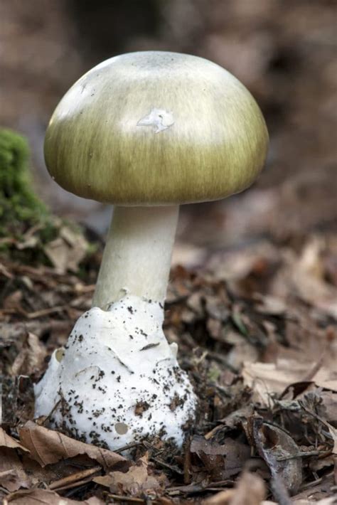 Amanita phalloides AMA6991