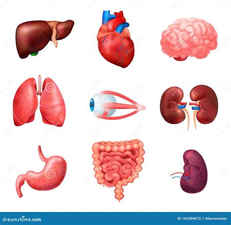 Realistica Serie Di Icone Anatomiche Degli Organi Interni Umani