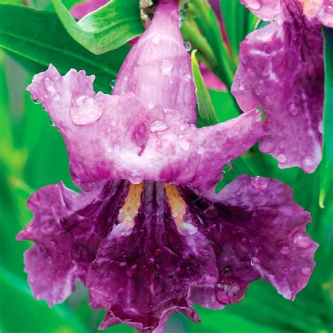 Sweet Bubba Seedless Desert Willow Sooner Plant Farm