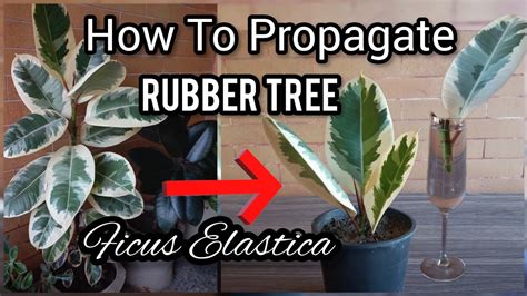 How To Propagate Rubber Plant From Cutting Soil And Water Propagation