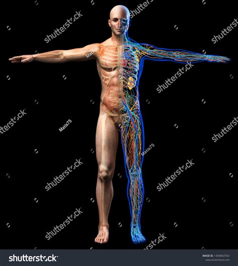 Total Body Health: Over 511 Royalty-Free Licensable Stock Illustrations