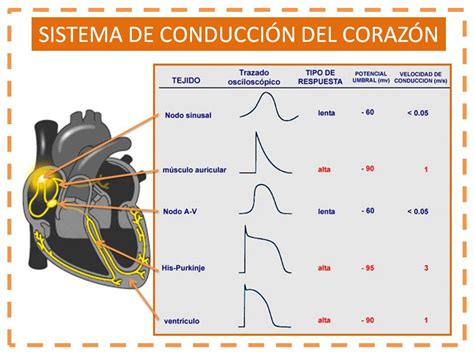 FisiologÍa Humana Sistema De Conducción Del Corazón