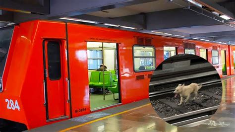 Perrito cae a las vías del Metro CDMX y provoca caos en la Línea 2