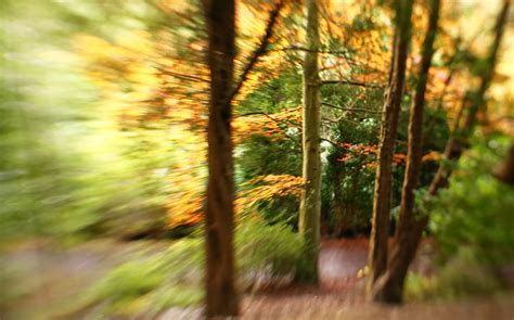 Tree Trunks Img Alison Halliday Flickr