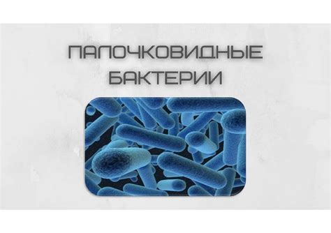 Основы морфологии и классификации микроорганизмов - презентация онлайн
