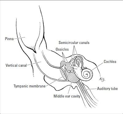 Introducing the Anatomy of a Horse ~ We love pets