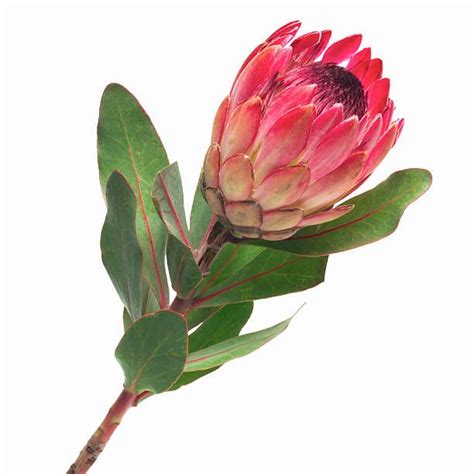 Close Up Of A King Protea Protea Flower