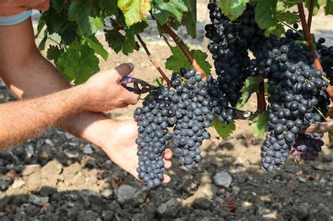 Cacho De Uvas Escuras Pendurado Em Vinhas Dentro Da Vin Cola Adega E