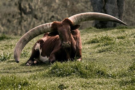 Watusi Cow Photograph by BuffaloWorks Photography