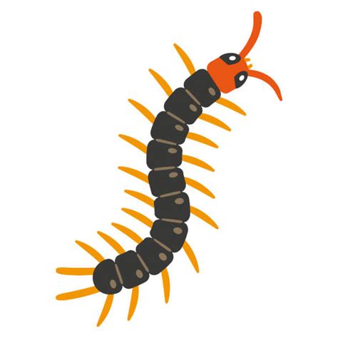 Giant Centipede Illustrations Illustrations Royalty Free Vector