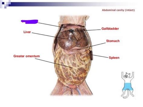 Cat Ventral Body Cavity Organs Flashcards Quizlet