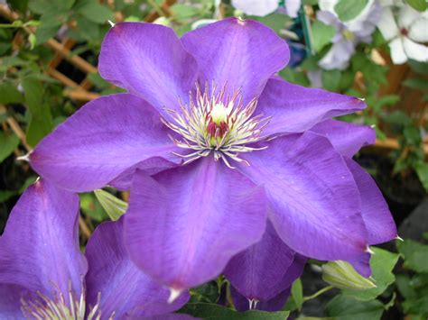 Clematis Hybrids Group Clematisbe