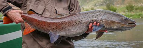 Steelhead Trout Vs Salmon Differences And Similarities Tastylicious