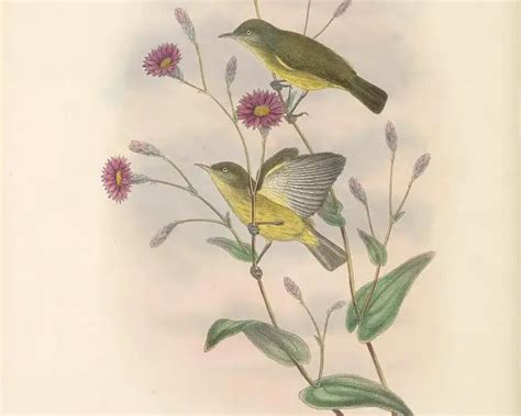 Медолюб світлоокий - факти, дієта, ареал і фотографії на Animalia.bio