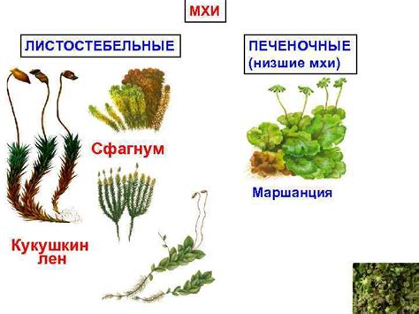 ВЫХОД РАСТЕНИЙ НА СУШУ. МХИ ПЕРВЫЕ НАЗЕМНЫЕ