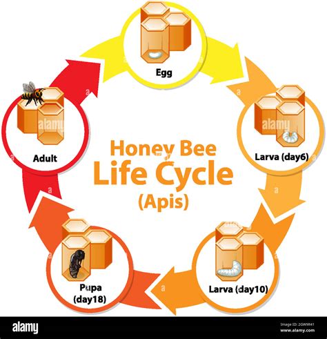 Bee life cycle Cut Out Stock Images & Pictures - Alamy