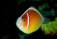 Pink Anemonefish Amphiprion Perideraion The Free Freshwater And