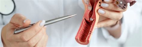 439 anatomical vagina model snímků stock fotografií 3D objektů a