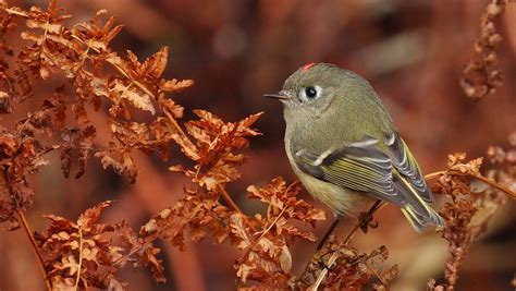 Ruby Crowned Kinglet A Photo On Flickriver