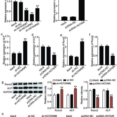 The Relationship Between Hotair Expression Level And Osteogenesis A