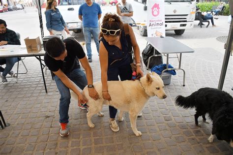 Todo un éxito Segunda Feria de la Mascota Periódico Mirador