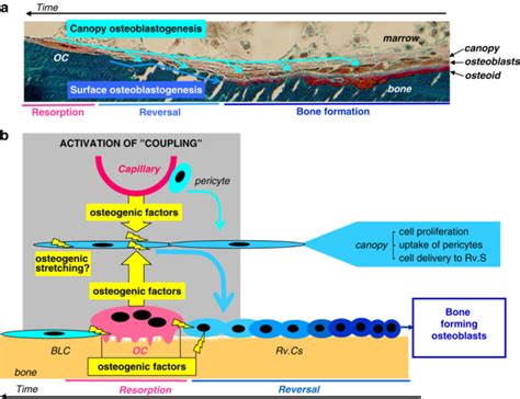 Osteoblastogenesis At Bone Remodeling Sites A Osteoblastogenesis Download Scientific Diagram