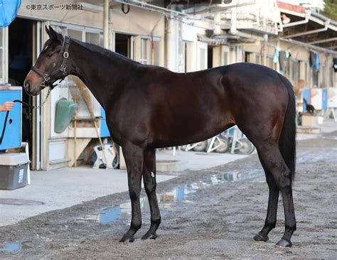 東スポ競馬 On Twitter ⑤枠⑩番 サークルオブライフ 阪神jf フォトパドック Pog 東スポ競馬 競馬