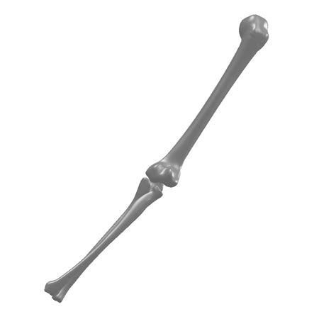 3d Model Arm Skeleton