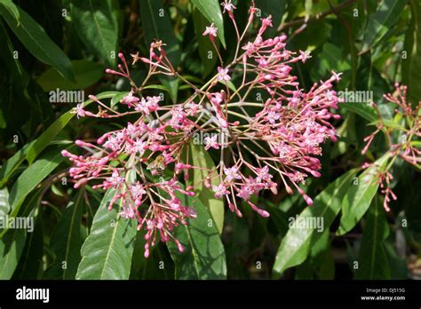 Fuchsia arborescens hi-res stock photography and images - Alamy