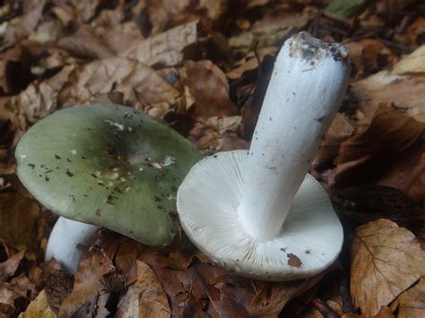 Russula Aeruginea Identifier Les