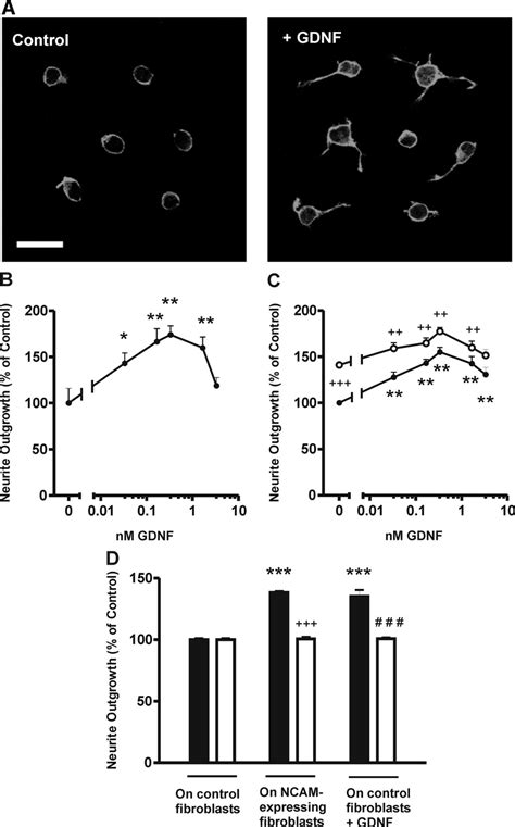 Gdnf Induces Neurite Outgrowth From Hippocampal Neurons Via Ncam