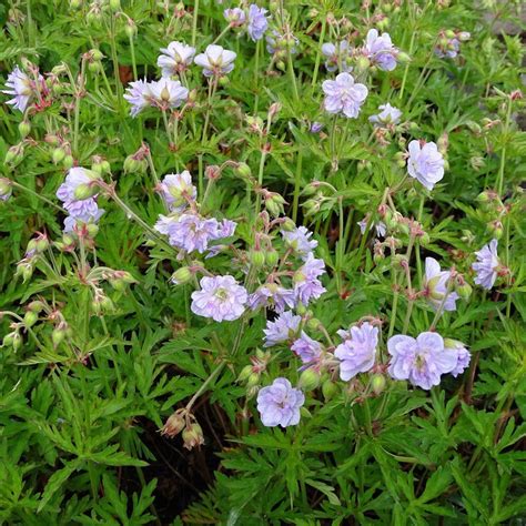 Geranium Pratense Cloud Nine G Ranium Vivace Vigoureux Fleurs