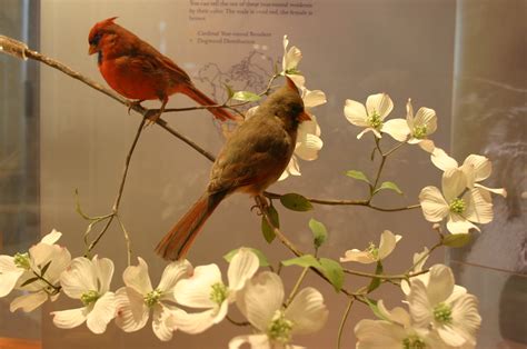 Northern Cardinals On Flowering Dogwood Cardinalis Cardina Flickr