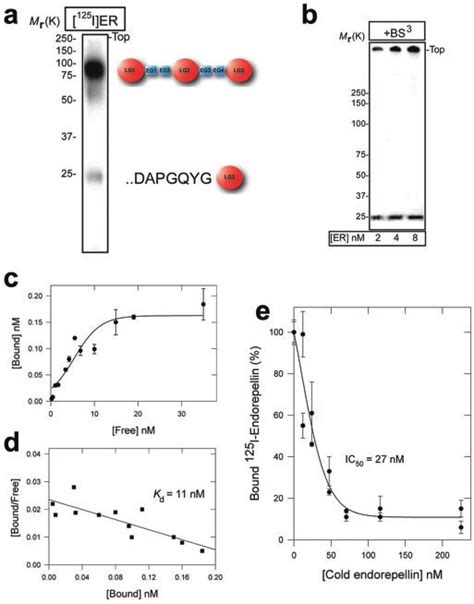 High Affinity Binding Sites For Endorepellin On Endothelial Cells A