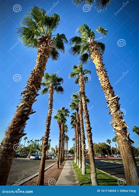 The Palm Trees of Las Vegas are Full of Fruit. Stock Photo - Image of