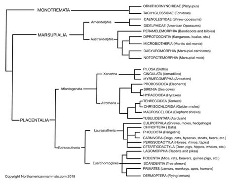 Classification Of Living Things Chart Class Mammals