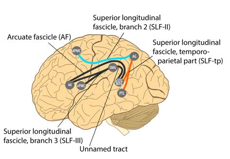 Recent Summary Diagram Of Long Distance Fiber Tracts In The Human