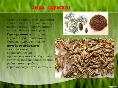 Зира - это что за приправа: вкус и запах, полезные свойства, к какому ...