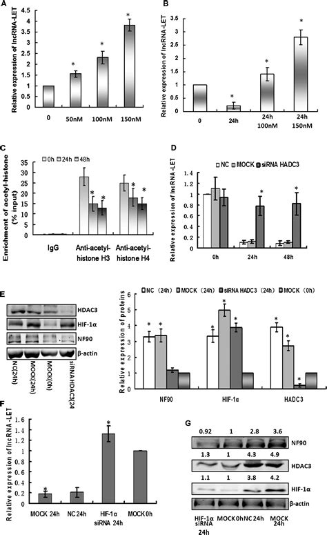 Repression Of The Long Noncoding RNA LET By Histone Deacetylase 3