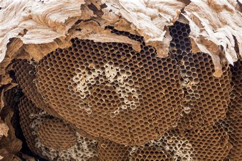 When Do Wasps Build Nests Gardeninguru