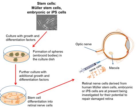 The eye and stem cells: the path to treating blindness | Eurostemcell 