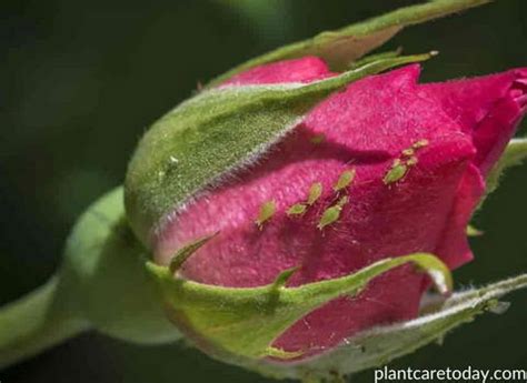 Aphids on Roses – How to Get Rid of Aphids on Roses – Pest Supply Canada