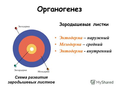 Мезодерма фото
