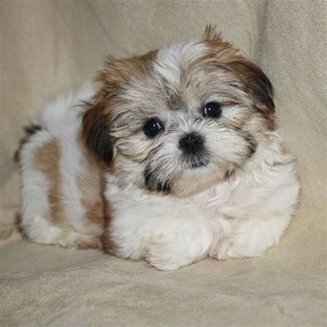 Shih Tzu Rescue Texas