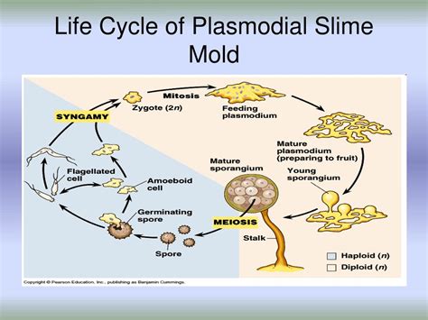 Plasmodial Slime Mold Life Cycle