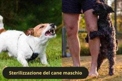 Sterilizzazione Nel Cane Maschio Quando Perch E Come Farla