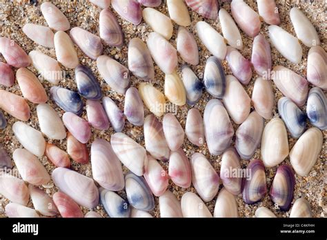 Variable Coquina Shells Florida Usa Stock Photo Alamy