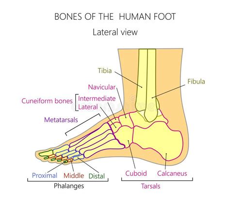Anatomy_bones взгляда боковой части ноги человека Иллюстрация вектора ...
